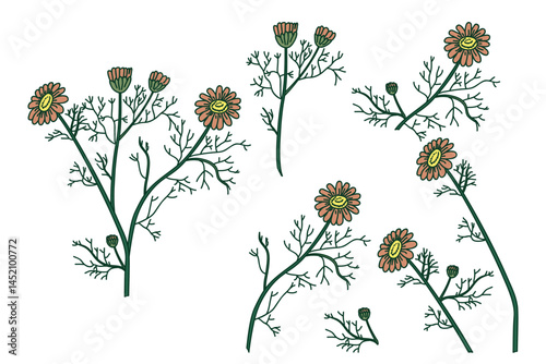 Botanical set plants daisy isolated on white background. Hand drawn bouquet chamomile with Flowers Stems Leaves vector illustration. Graphic design elements for Birthday Wedding Greeting Card Poster