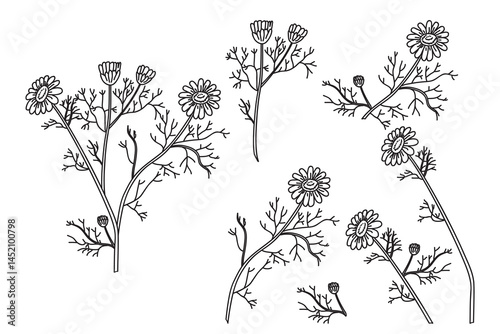 Line art botanical set plants daisy isolated on white background. Hand drawn outline bouquet chamomile with Flowers Stems Leaves vector illustration.Graphic design doodle elements for Birthday Wedding