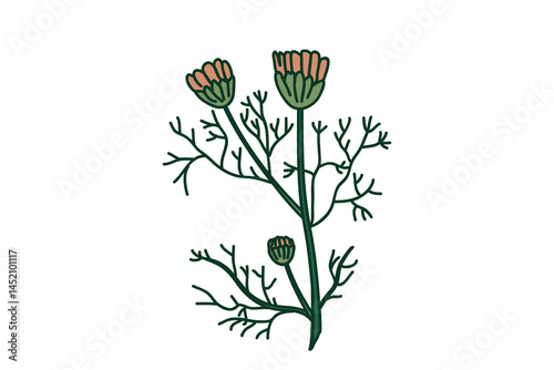 Botanical branch daisy isolated on white background. Hand drawn doodle plant chamomile with Flowers Stems Leaves vector illustration. Graphic design element for Birthday Wedding Greeting Card Poster