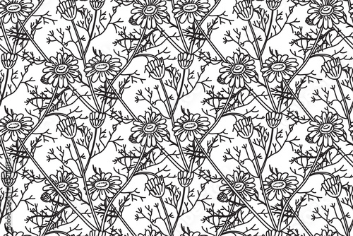 Line art botanical seamless floral pattern with daisy flowers vector illustration. Black outline repeating chamomile plants in white background. Graphic design for Fashion Cover Textile Wedding Print
