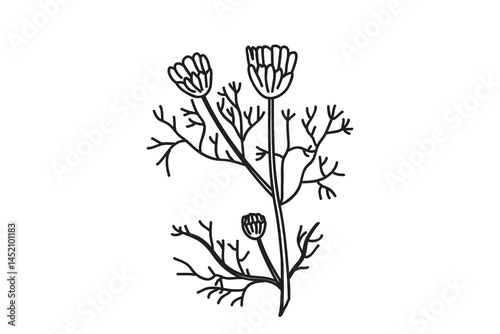 Line art botanical branch daisy isolated on white background. Hand drawn outline doodle plant chamomile with Flowers Stems Leaves vector illustration.Graphic design doodle element for Birthday Wedding