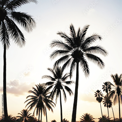 A picture of several plum trees, a beautiful clear sky