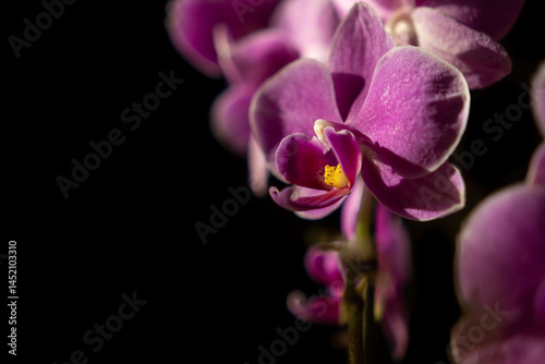Fototapeta Naklejka Na Ścianę i Meble -  Vibrant purple orchid blossoms are dramatically illuminated by light against a deep dark background, symbolizing exotic beauty and luxurious elegance