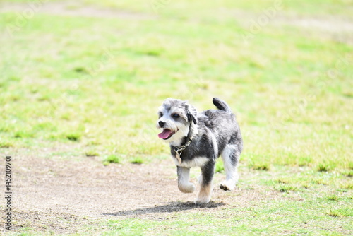 チワワとマルチーズのミックス犬

