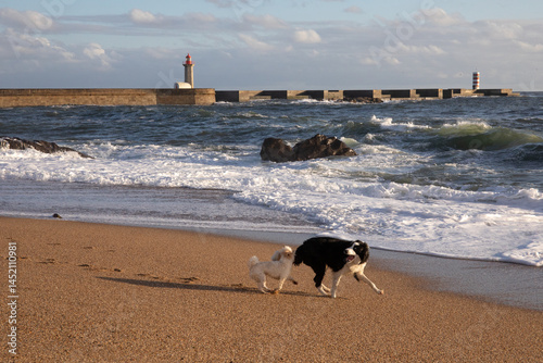 a dog holds another dog's tail on the beach in Porto, Portugal