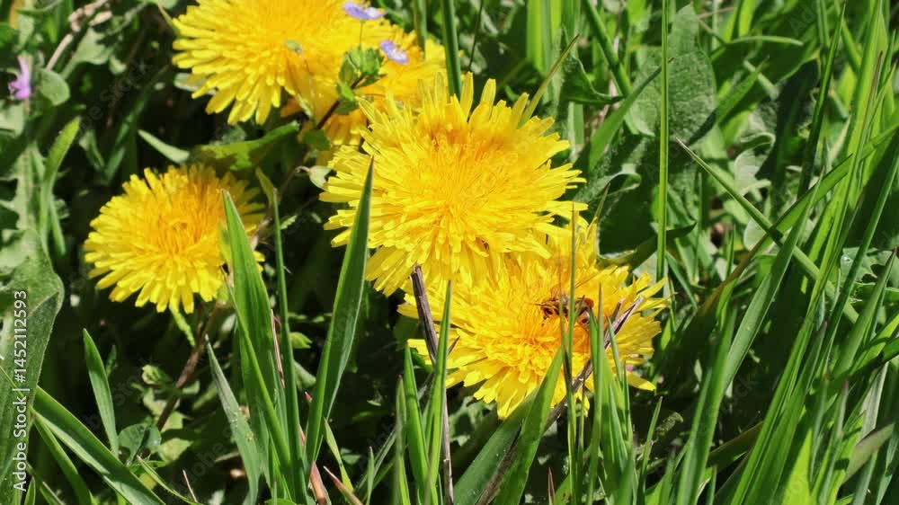 Abeille buttinant des dents de lion
