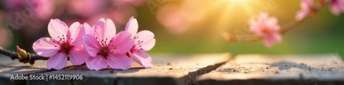 Pink cherry blossoms arranged on weathered wood, sunlit garden bokeh , sunlight, vibrant