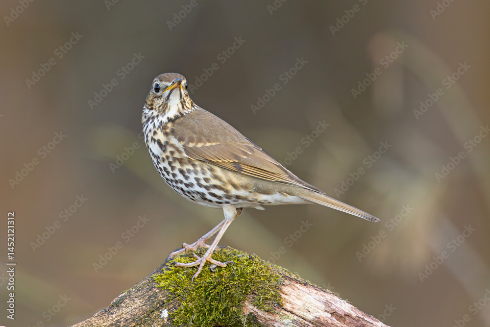 Śpiewak.(Turdus philomelos) Śpiewak.(Turdus philomelos)