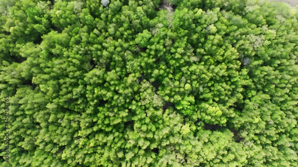 Beautiful mangrove forest,Amazing trees background High quality video ProRes HQ, Bird's eye view forest background Beautiful mangrove forest,Amazing trees background High quality video ProRes HQ, Bird's eye view forest background