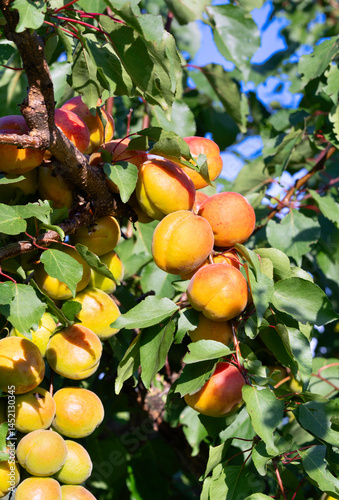Branch full of apricot in the summer garden