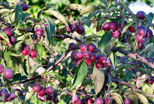Branch with small Chinese apples in the garden