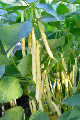 Asparagus bean plant in the summer garden