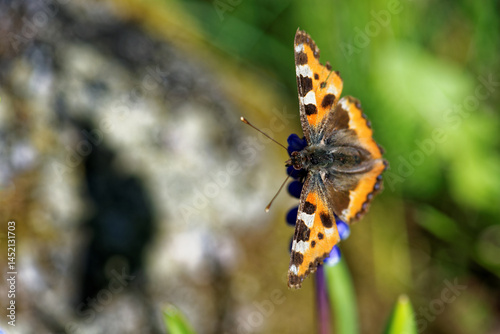 Scarce tortoiseshell, a species of nymphalid butterfly on azure grape hyacinth flowers.