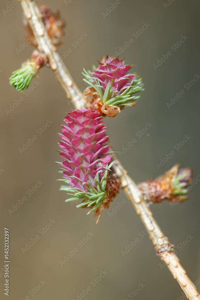 Larch strobilus: young ovulate cones on a larch branch. Larch strobilus: young ovulate cones on a larch branch.