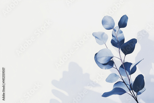 Eucalyptus leaf on right side against plain background with copy space