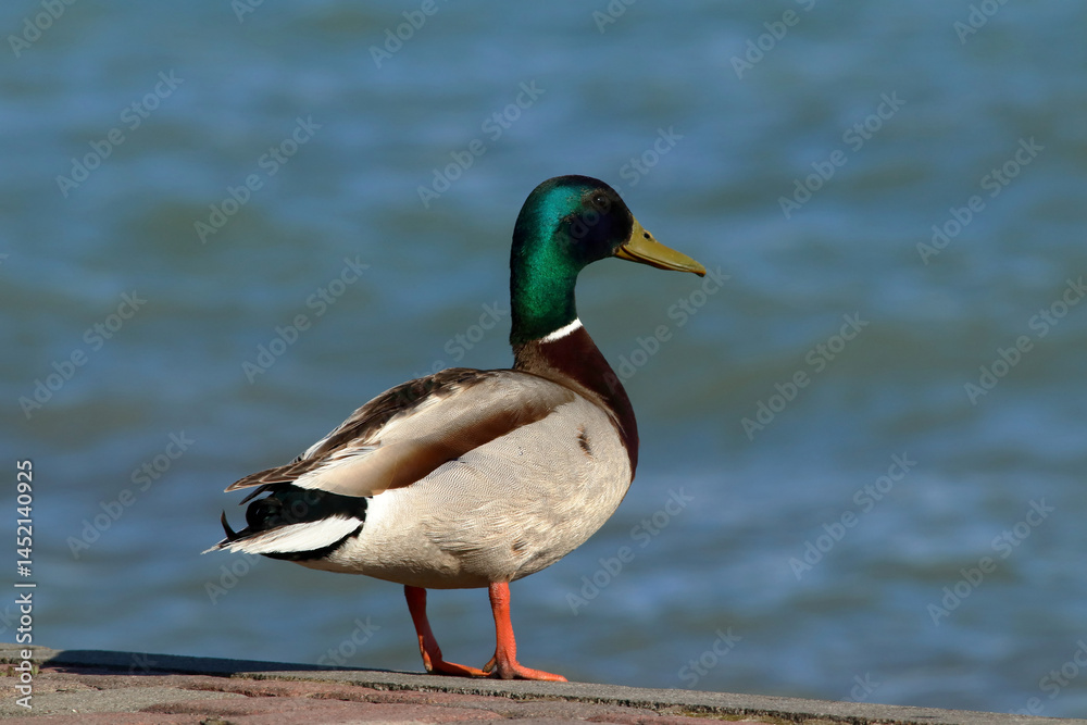 Duck on the water's edge. Duck on the water's edge.