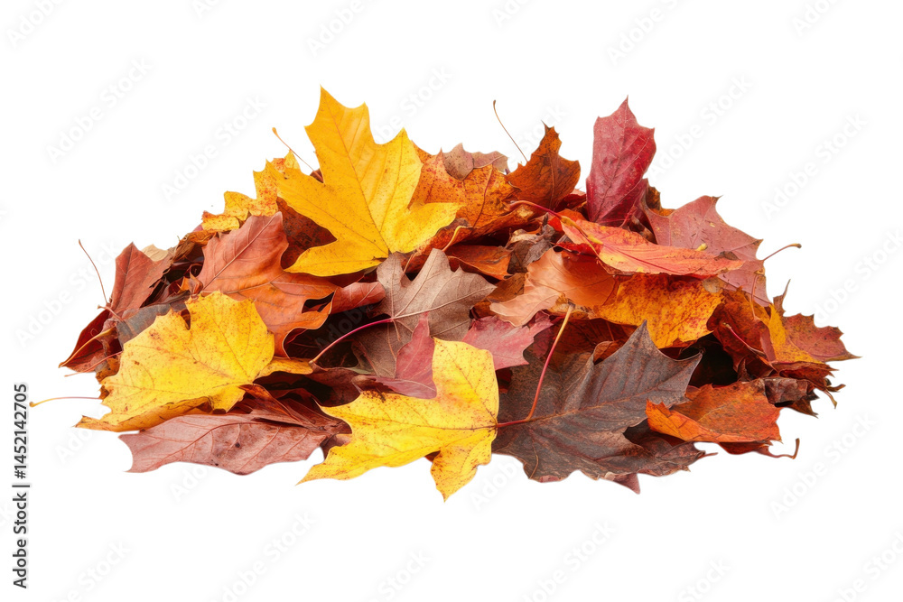 Golden Autumn Pile: A Lush Heap of Vibrant Fall Leaves, Perfect for Seasonal Designs and on transparent background Golden Autumn Pile: A Lush Heap of Vibrant Fall Leaves, Perfect for Seasonal Designs and on transparent background
