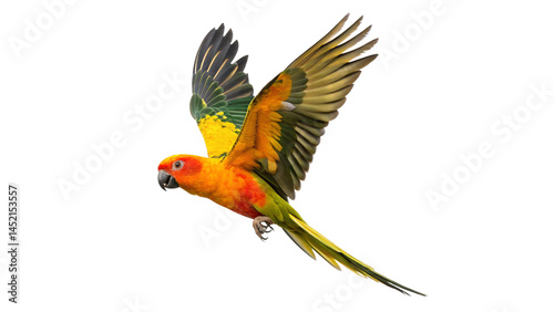 Parakeet bird aratinga solstitialis flying isolated on transparent background