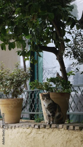 Cat sitting calmly by potted plants on a charming terrace in Athens, Greece. A peaceful urban scene with greenery and cozy Mediterranean atmosphere.
