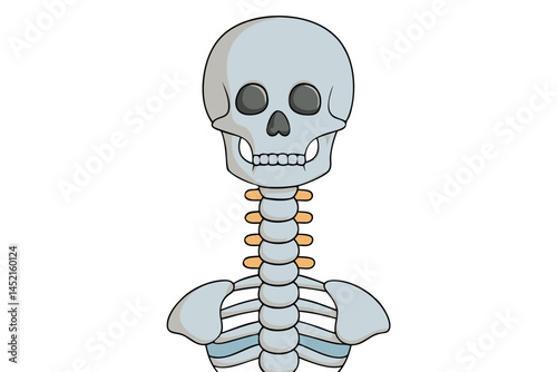 cartoon human skeleton illustration, highlighting the bone structure and features of a typical human body for educational and medical use