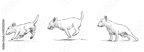 Sketches of purebred white bull terrier dog jumping, running, standing, vector outline hand drawn realistic illustration isolated on white