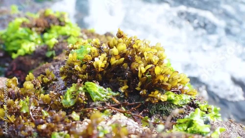 coral reefs and sea grass in the ocean