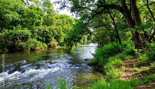 Pemandangan Hutan Sungai Alami photo