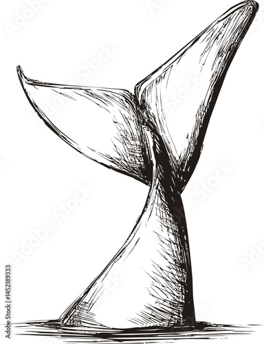 Monochrome sketch of whale tail emerging from the water, marine life illustration. Vector illustration.