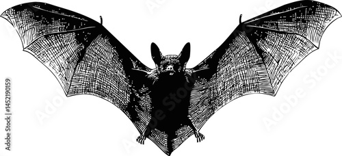 Vintage illustration of a detailed bat with outstretched wings in monochrome. Vector illustration.