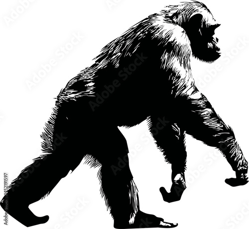 Silhouette of a walking gorilla in black and white, concept of evolution. Vector illustration.