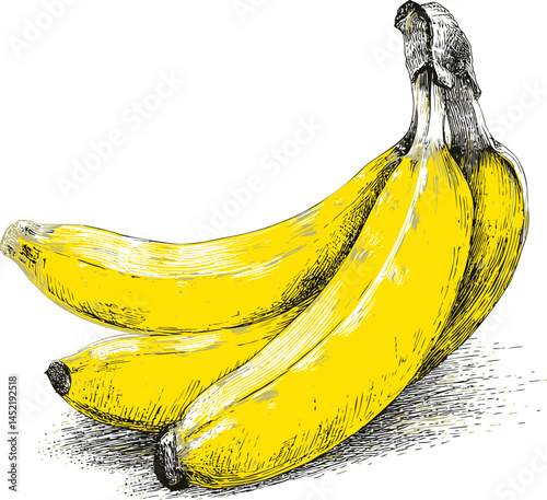 Vintage sketch of ripe yellow bananas, digital illustration. Vector illustration.