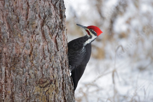 Pileated Woodpecker climbing big tree, searching for food.
