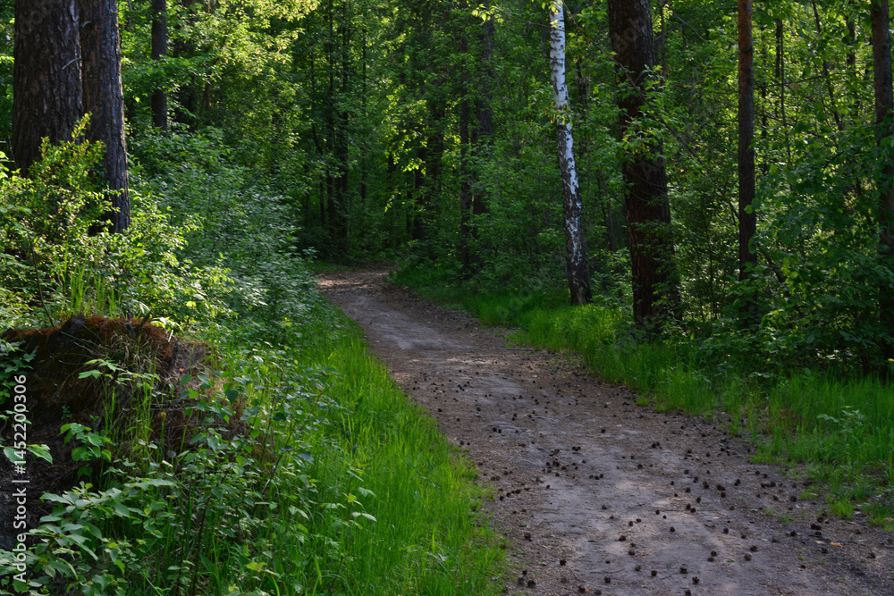 Fototapeta premium A path in a lush green forest, bathed in sunlight