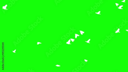 Flock of white birds flying on green background. Chroma key green screen for compositing and presentation.