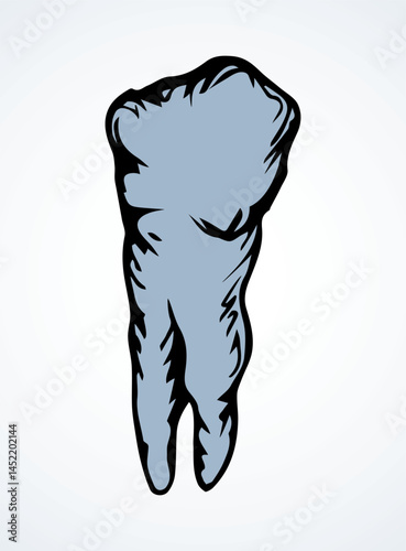 The layout of tooth. Vector drawing