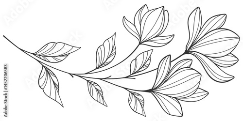 Sketch Floral Botany Collection. flower drawings. Black and white with line art on white backgrounds. Hand Drawn Botanical Illustrations.Vector.