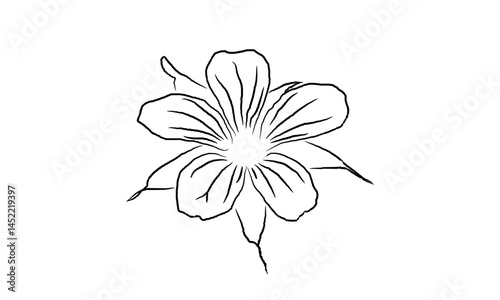 white flower on white background