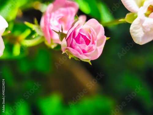 close up of mini pink rose flower with blurred background