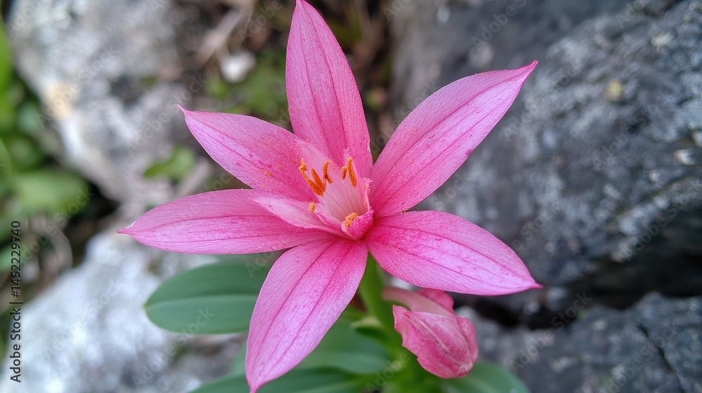 Close-up view of a vibrant pink flower amidst rocks. Close-up view of a vibrant pink flower amidst rocks.