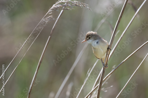 Reed Warbler, Acrocephalus scipacceus, perched on a reed stem photo