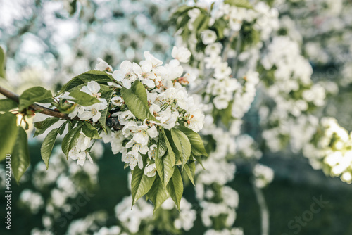 Close-up of white cherry blossoms on a tree branch in springtime, with soft sunlight and a blurred green background