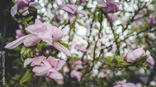 Soft pink magnolia blossoms with raindrops on petals, captured on a cloudy spring day with a dreamy bokeh background
