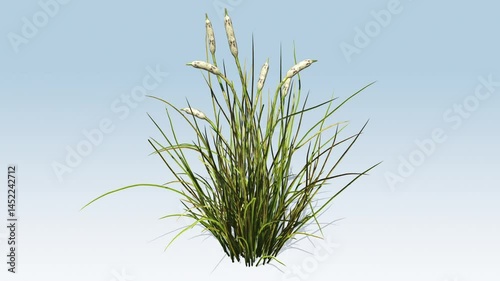 Cattail grass in windy condition
