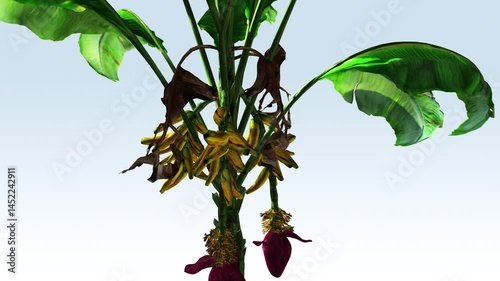 Banana fruit plant, yellow banana fruit, green banana plant moving in the wind