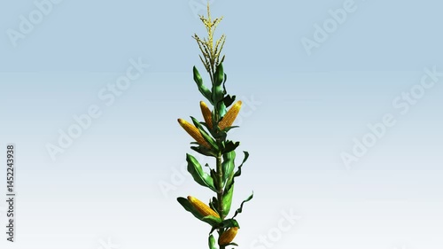 maize plant growing, corn plant stalk growing