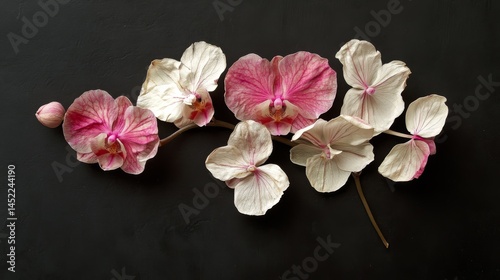 White and pink orchids dried and pressed on black. Flower art for decoration.
