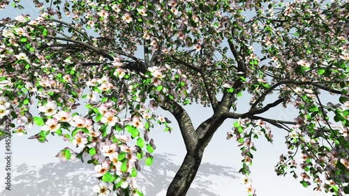 Cherry blossom tree, tree in spring, blooming flowers on cherry tree
