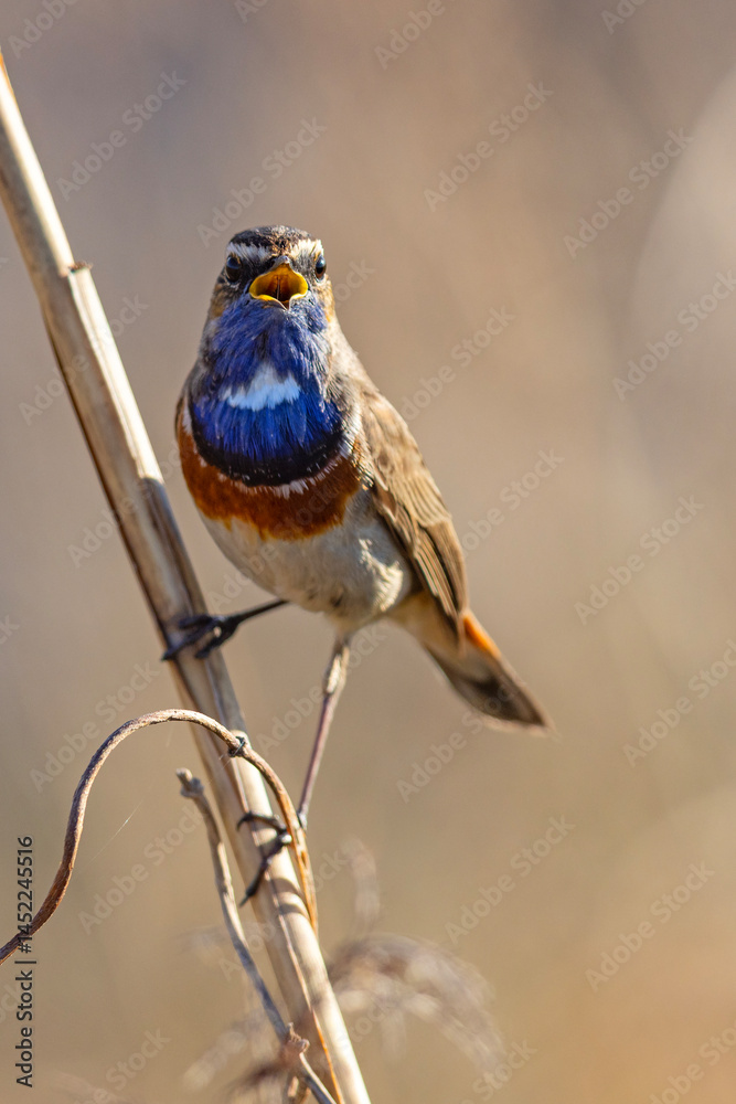 Podróżniczek (Luscinia svecica)