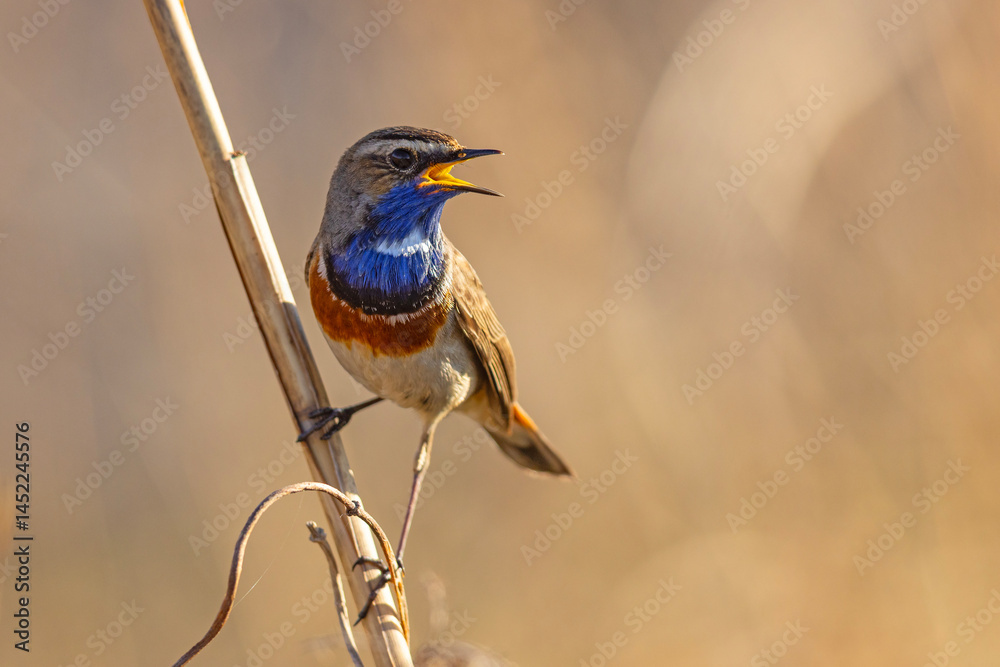 Podróżniczek (Luscinia svecica)