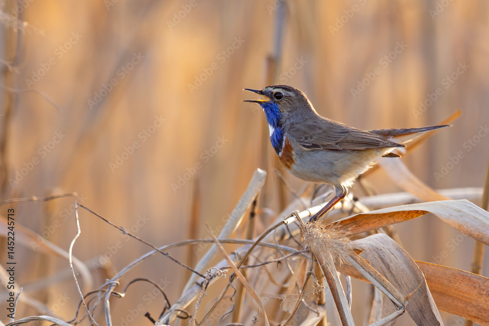 Podróżniczek (Luscinia svecica)